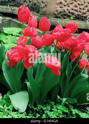 Tulipani rossi con gocce di pioggia Foto Stock