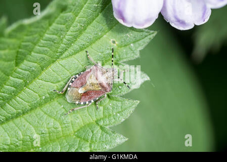 Un adulto di Sloe/ pelose bug di protezione su una foglia Foto Stock