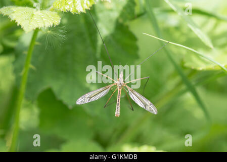 Una Tipula sp., un cranefly appollaiato in alcuni vegetazione Foto Stock
