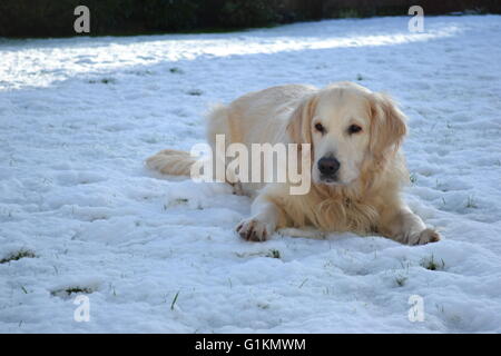 Il golden retriever posa in neve Foto Stock