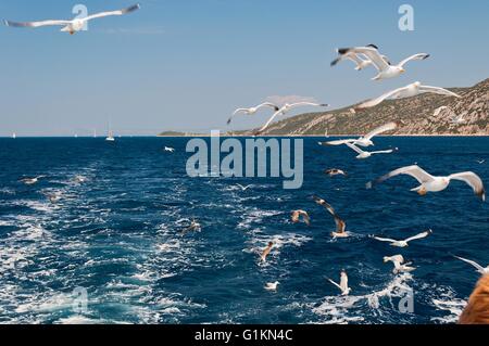 Flock of Seagulls volando sul mare dietro la nave Foto Stock