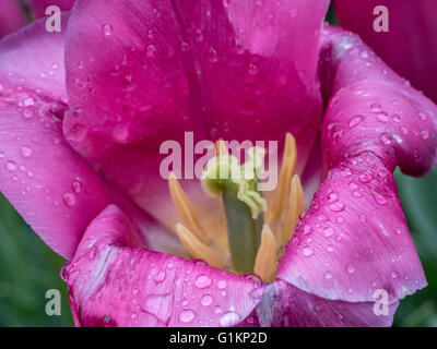 Il tulip è un perenne, pianta bulbosa con vistose fioriture in genere Tulipa Foto Stock