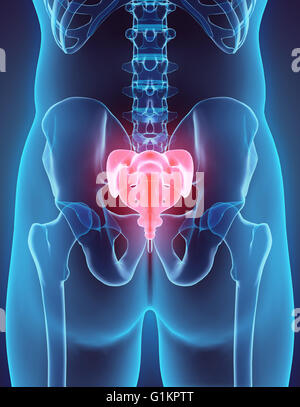 3D illustrazione della regione sacrale - parte di scheletro umano. Foto Stock