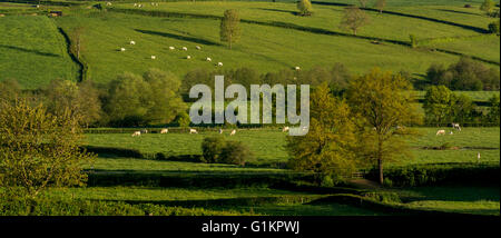 Charolais mucche al pascolo in primavera. Brionnais. Saône et Loire. Bourgogne-Franche-Comté. Francia Foto Stock