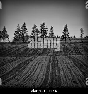 Un treeline sul bordo di un appena piantati campo di patate. Foto Stock