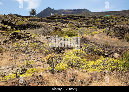 Euphorbia balsamifera e Kleinia Nerifolia crescente sui flussi di lava Malpais de Corona, Lanzarote, Isole Canarie, Spagna Foto Stock