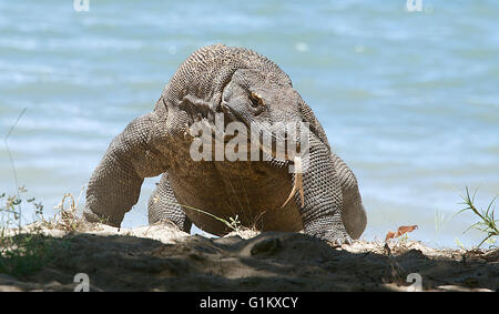 Drago di Komodo visualizzazione lingua biforcuta Isola di Komodo Parco Nazionale di Komodo Indonesia Foto Stock