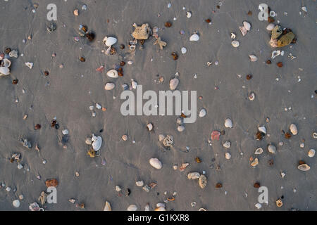 Conchiglie di mare, stelle marine e granchi sulla spiaggia di sabbia di estate e concetto di spiaggia. Studio shot beach sfondo. Foto Stock