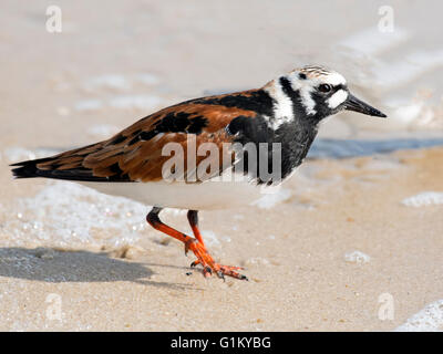 Voltapietre sulla spiaggia Foto Stock