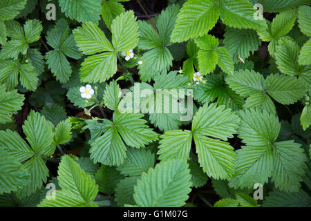 Close up di verde fragola Foglie. Foto Stock