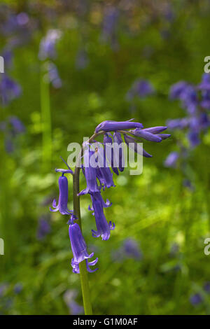 Bluebell Hyacinthoides non scripta close-up Garston legno RSPB riserva vicino Shaftesbury Dorset England Regno Unito Foto Stock