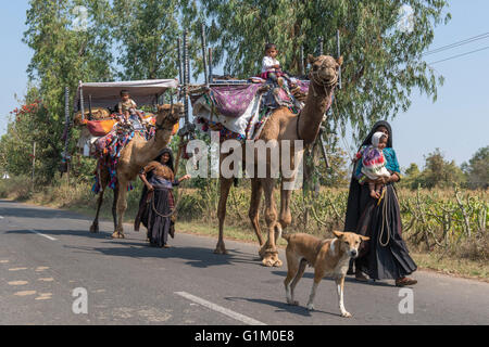 Rabari nomadi che viaggiano con i cammelli, Gujarat orientale Foto Stock