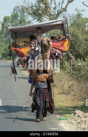 Rabari nomadi che viaggiano con il cammello, Gujarat orientale Foto Stock