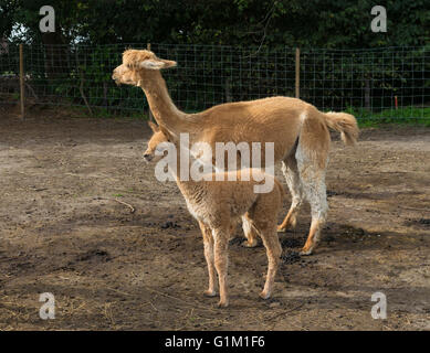 Giovani alpaca con la madre Foto Stock