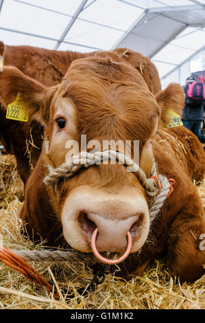 Limousin bull con anello attraverso il naso e la corda fondina in una stalla. Foto Stock