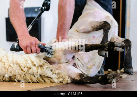 Un uomo utilizza clippers al taglio di un vello di pecora a una tosatura delle pecore la concorrenza. Foto Stock