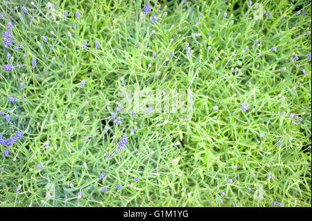 Boccola di lavanda verde con fiori viola closeup nel fuoco selettivo Foto Stock