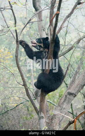 Spectacled Bear (Tremarctos ornatus) a 2 anno di età femmina, Chaparri Riserva, Lambayeque Provincia, Perù Foto Stock
