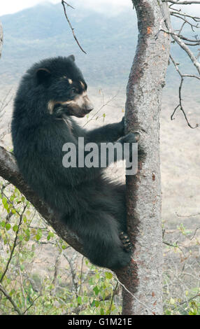 Spectacled Bear (Tremarctos ornatus) a 2 anno di età femmina, Chaparri Riserva, Lambayeque Provincia, Perù Foto Stock