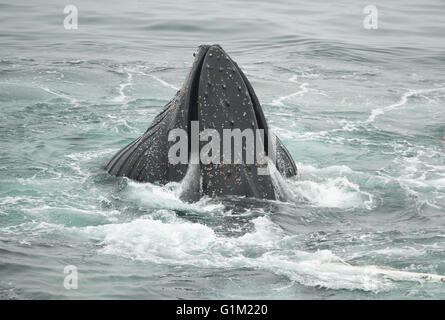 Le Balene con la gobba (Megaptera novaeangliae) Bubble-net alimentazione, Dallman Bay, Gerlache Strait Antartide Foto Stock