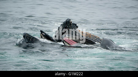 Le Balene con la gobba (Megaptera novaeangliae) Bubble-net alimentazione, Dallman Bay, Gerlache Strait Antartide Foto Stock
