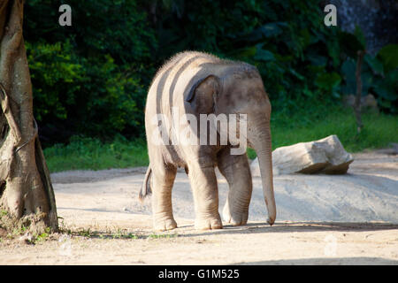 Un vitello di elefante in una chiara giornata di sole Foto Stock