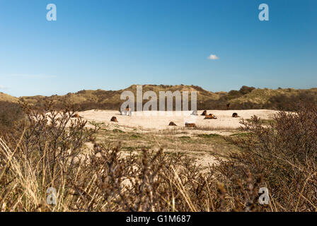 Una mandria di selvaggi cavalli Konik è in appoggio o il pascolo in una duna valle dietro la frangola boccole Foto Stock