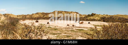 Una mandria di selvaggi cavalli Konik in una valle di dune, appoggiato nella sabbia o il pascolo dietro il mare-frangola - panorama Foto Stock