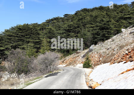 Il Libano paesaggio con cedri Foto Stock