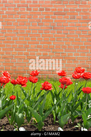 Tulipani rossi su sfondo di mattoni della parete del Cremlino a Mosca, Russia Foto Stock