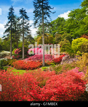 Il Punch Bowl azalee a Virginia Water. Foto Stock