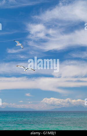 Gabbiani battenti sul bel cielo blu e nuvole Foto Stock