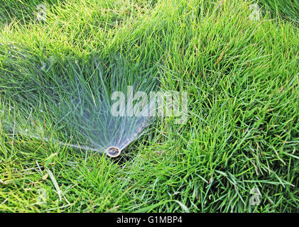 Vista media di piccoli impianti sprinkler acqua incorporato in Prato Foto Stock