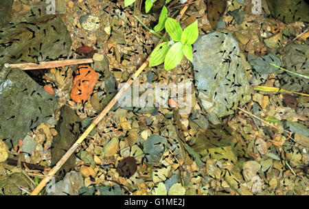 Girini in acqua dolce insenatura. Flusso di italiani (rana rana italica). Foto Stock