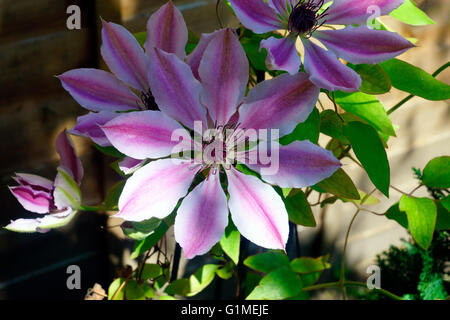 CLEMATIS Foto Stock