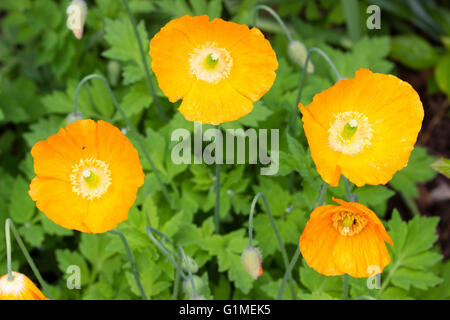Fiori di colore arancione forma di welsh papavero, Papaver cambricum var. aurantiaca Foto Stock
