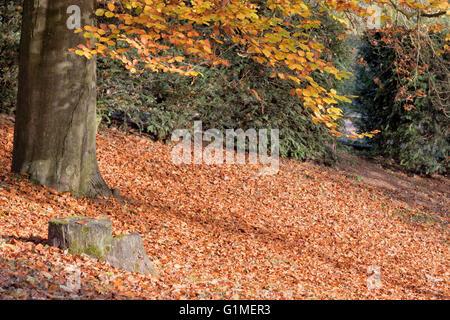 Autunno in faggio color albero sotto cui sono marrone caduta foglie. Moncone di muschio è in primo piano. Foto Stock