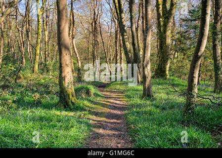 Una foresta di avvolgimento percorso attraverso boschi Pendarves vicino a Camborne in Cornovaglia Foto Stock