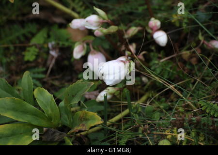 Aperto a metà fioritura della rosa di natale (Helleborus niger). Foto Stock