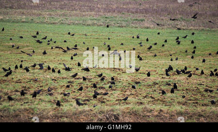 Grande gregge di corvi (Corvus frugilegus) su un campo. Foto Stock