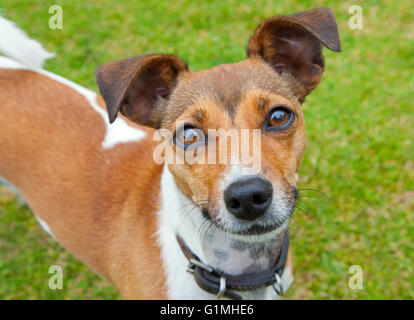 Jack Russell Terrier giocando sul giardino prato Foto Stock