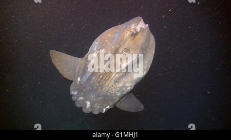 Una Mola mola o ocean sunfish catturata dalla unmanned azionati a distanza profonda scopritore di sommergibile durante il gamberello Canyon expedition esplorare Norfolk Canyon Maggio 22, 2013 nell'Oceano Atlantico. Foto Stock