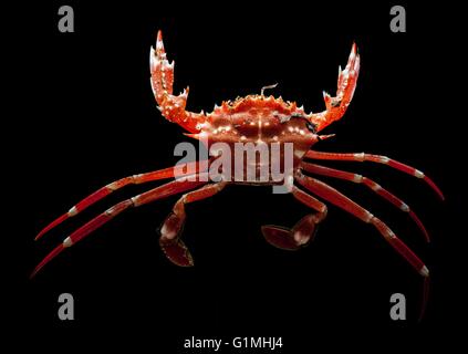 Un mare profondo granchio rosso durante il gamberello Canyon expedition esplorare Norfolk Canyon Maggio 20, 2013 nell'Oceano Atlantico. Foto Stock