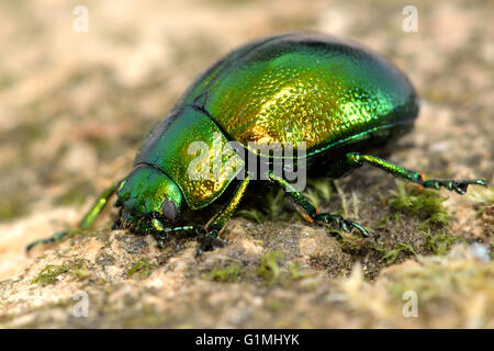 Foglia di menta beetle (Chrysolina herbacea). Verde cangiante beetle nella famiglia Chrysomelidae, che mostra colore metallico Foto Stock