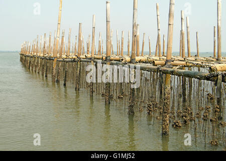 La molluschicoltura, ostriche farm in mare Foto Stock