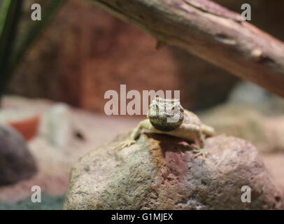 Savignys AGAMA SA (Trapelus savignii) seduto su una pietra a guardare la fotocamera. Foto Stock