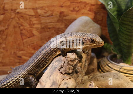 Placcato in Sudan lizard (Gerrhosaurus major) seduto su una pietra. Foto Stock