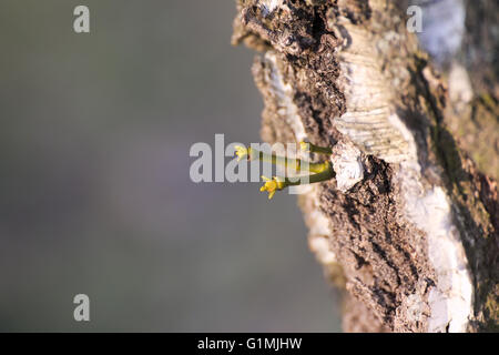 Giovane germoglio del vischio europeo (Viscum album) cresce dal solcato la corteccia di betulla. Foto Stock