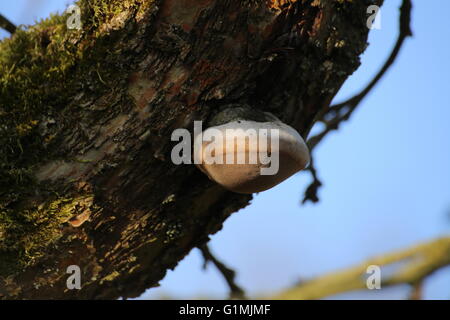 Fire spugna (Phellinus igniarius) che cresce su un albero di mele. Foto Stock