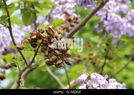 Trascorso i frutti della principessa tree (Paulownia tomentosa). Foto Stock